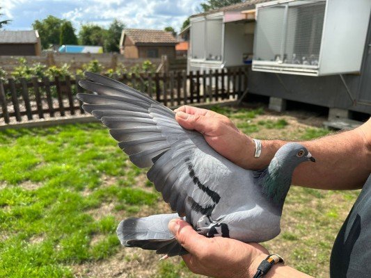 National winner Bourges IV Old birds Familie Timmermans-Poels (Schaffen)